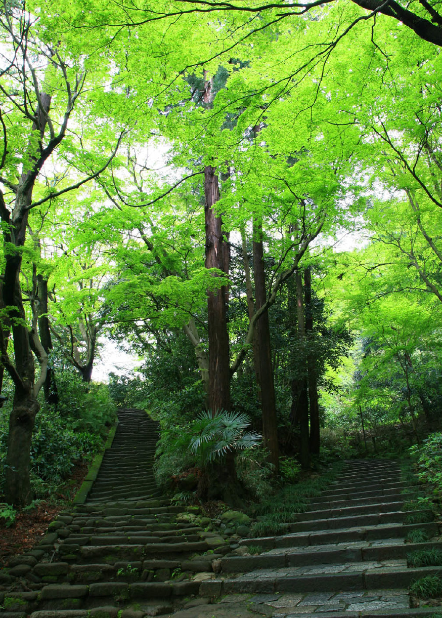 新緑の時期の参道石段